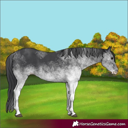 Horse Color:White Spotted Black 
