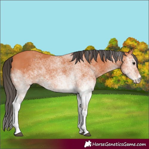 Horse Color:White Spotted Bay