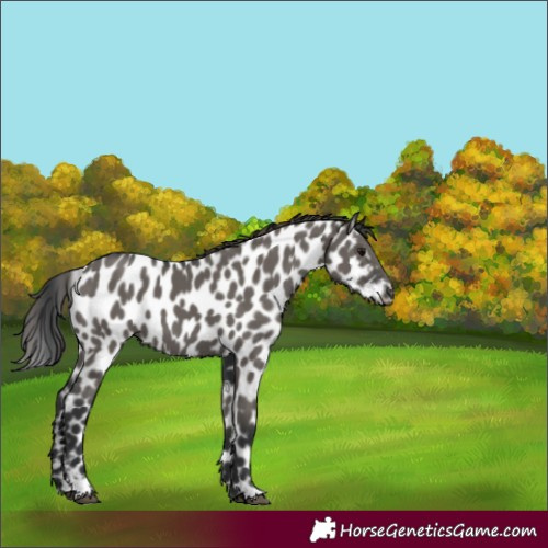 Horse Color:Grullo Leopard 