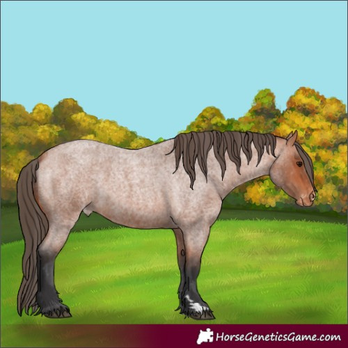 Horse Color:Bay Roan Appaloosa Rabicano 