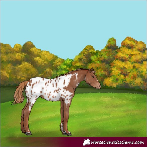 Horse Color:Chestnut Near Leopard 