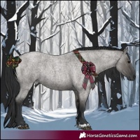 Horse Color:Grullo Roan Rabicano