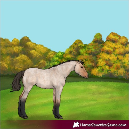 Horse Color:Bay Roan Dun 