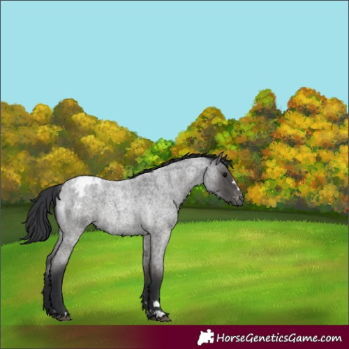 Horse Color:Blue Roan Varnish Rabicano 