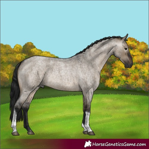 Horse Color:Gray Brown Roan Dun Tobiano 