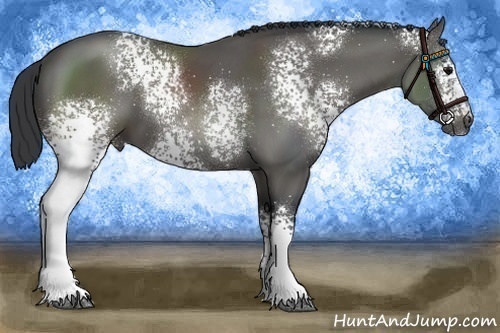 Horse Color:White Spotted Black Sabino 