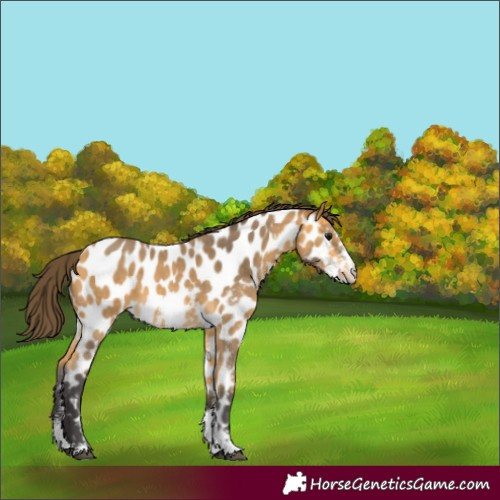 Horse Color:Buckskin Sabino Near Leopard 