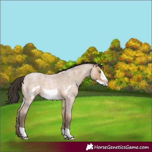 Horse Color:Amber Champagne Roan Frame 