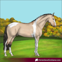 Horse Color:Bay Dun Tobiano 