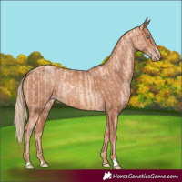 Horse Color:Gold Champagne Pearl Rabicano  and Gold Champagne Rabicano 