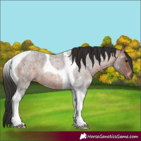 Horse Color:Brown Roan Tobiano