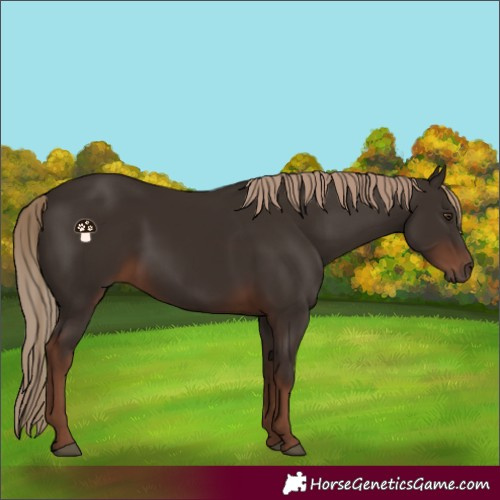Horse Color:Liver Chestnut 