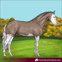 Horse Color:Silver Grullo Splash