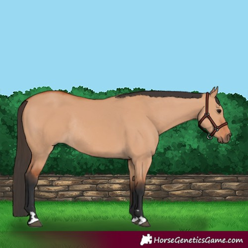 Horse Color:Bay Dun Rabicano 