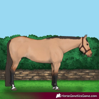 Horse Color:Bay Dun Rabicano 
