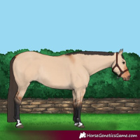 Horse Color:Bay Dun Rabicano 