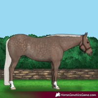 Horse Color:Silver Black Rabicano 