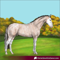 Horse Color:Bay Ice Roan Splash 