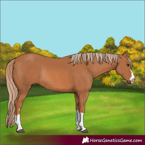 Horse Color:Chestnut Rabicano 