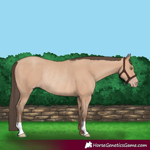 Horse Color:Amber Champagne Rabicano 