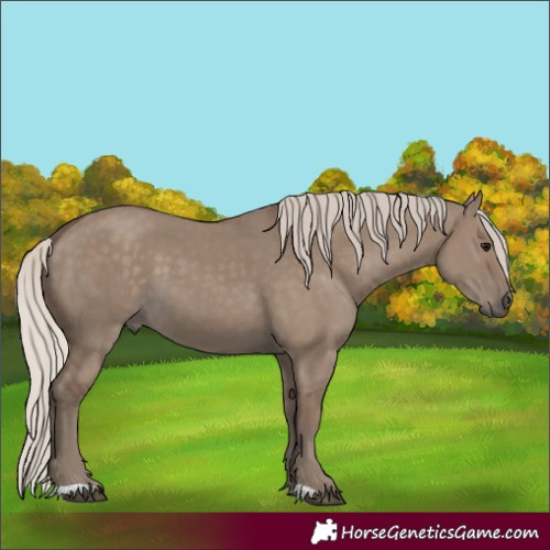 Horse Color:Silver Grullo 