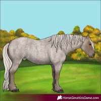 Horse Color:Silver Blue Roan 