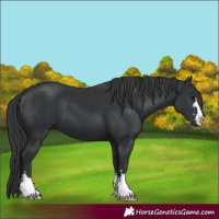 Horse Color:Black 