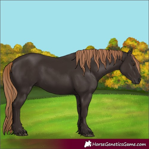 Horse Color:Liver Chestnut 