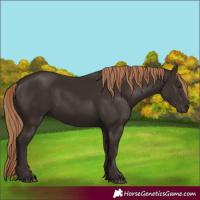 Horse Color:Liver Chestnut 