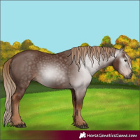 Horse Color:Gray Chestnut 