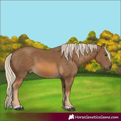 Horse Color:Chocolate Palomino 