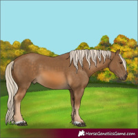 Horse Color:Chocolate Palomino 