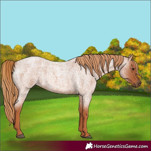 Horse Color:Red Roan 