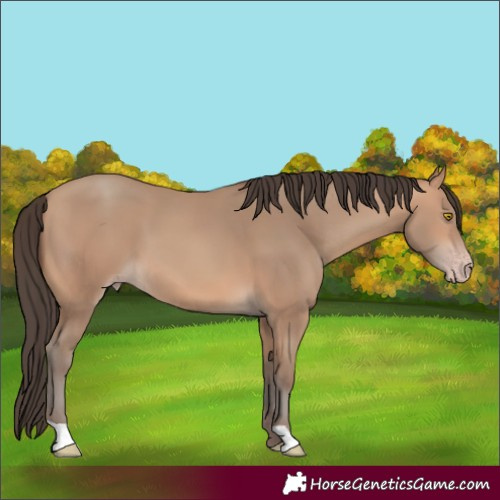 Horse Color:Amber Champagne 