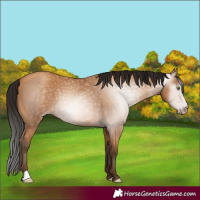 Horse Color:Gray Amber Champagne 