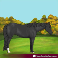 Horse Color:Black 