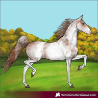 Horse Color:White Spotted Chestnut Sabino 
