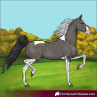 Horse Color:Grullo Splash Tobiano 