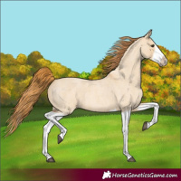 Horse Color:Red Dun Roan Splash Frame Rabicano 