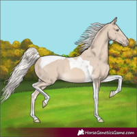 Horse Color:Cremello Tobiano 