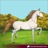 Horse Color:Red Dun Roan Splash Frame Rabicano 
