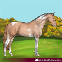 Horse Color:Gold Champagne Tobiano