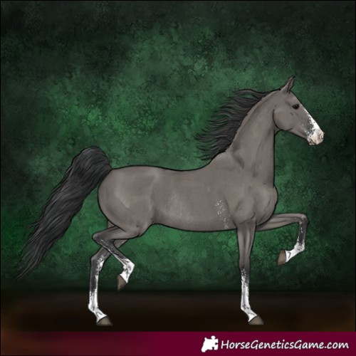 Horse Color:Grullo Sabino Rabicano 