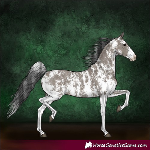 Horse Color:Grullo Sabino Rabicano 