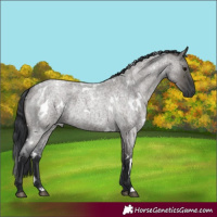 Horse Color:White Spotted Grullo Roan 