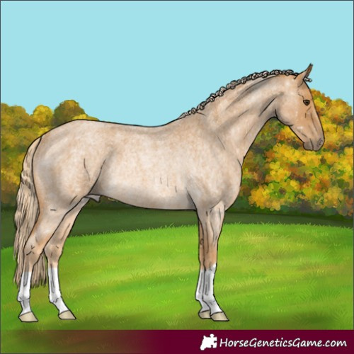 Horse Color:Palomino Roan Rabicano 