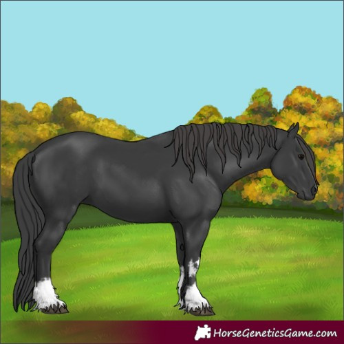 Horse Color:White Spotted Black 