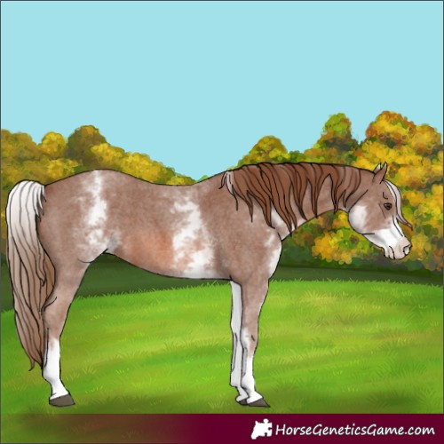 Horse Color:White Spotted Chestnut Sabino