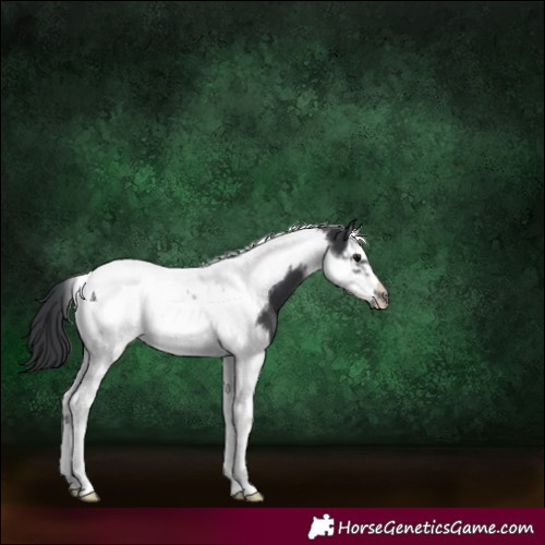 Horse Color:Black Splash Tobiano Frame