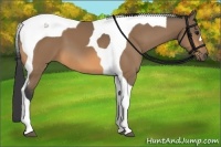 Horse Color:Buckskin Tobiano